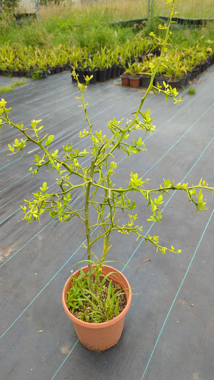 Poncirus trifoliata - Dreiblättrige Bitterorange aus Freilandzucht - Image 