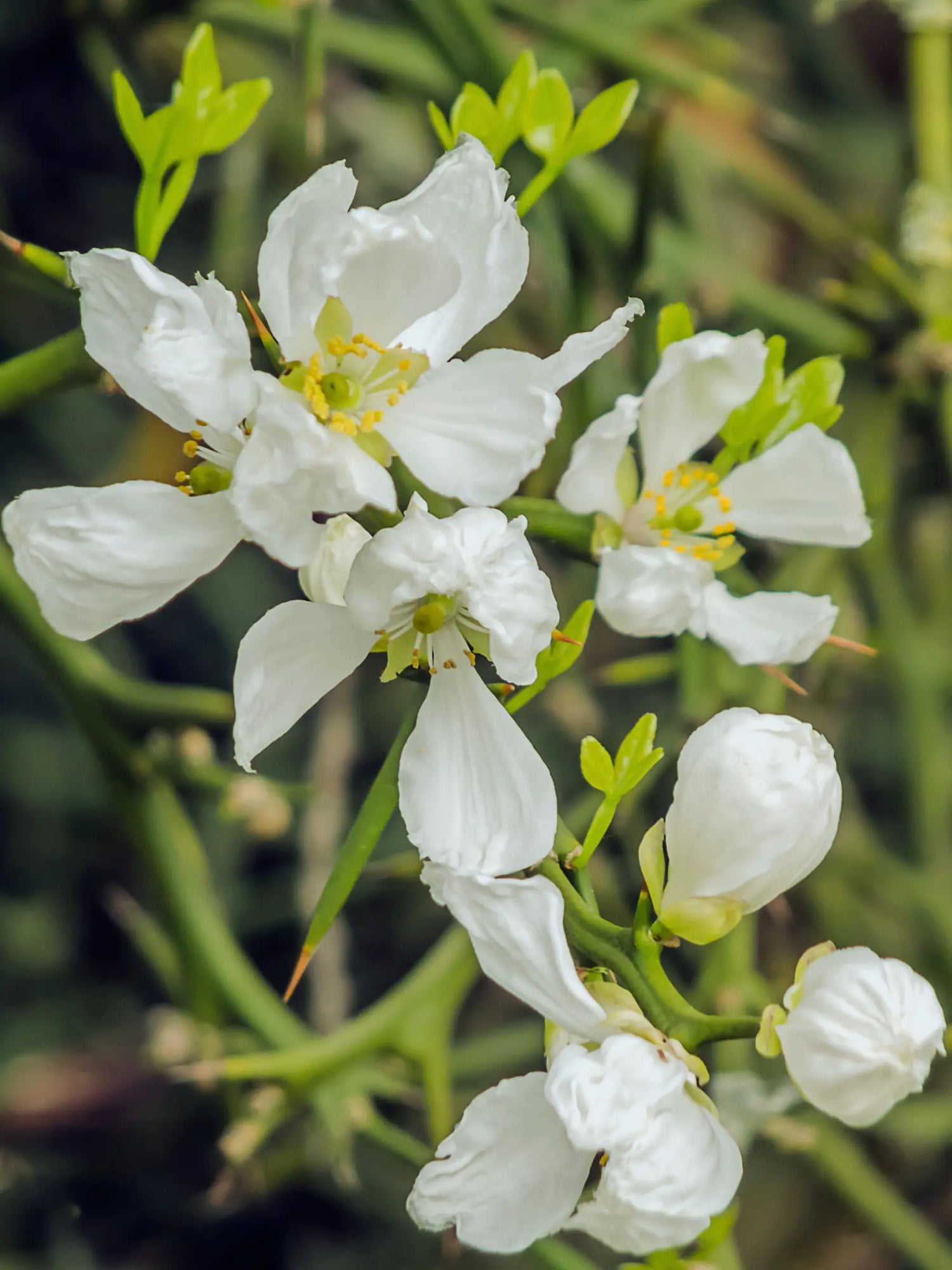 Poncirus trifoliata - Dreiblättrige Bitterorange aus Freilandzucht - Image 