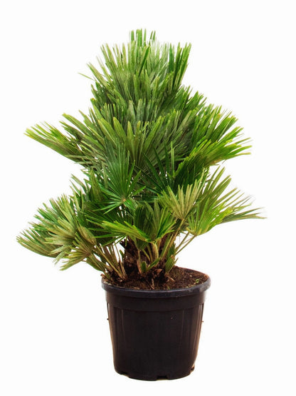 Chamaerops humilis &