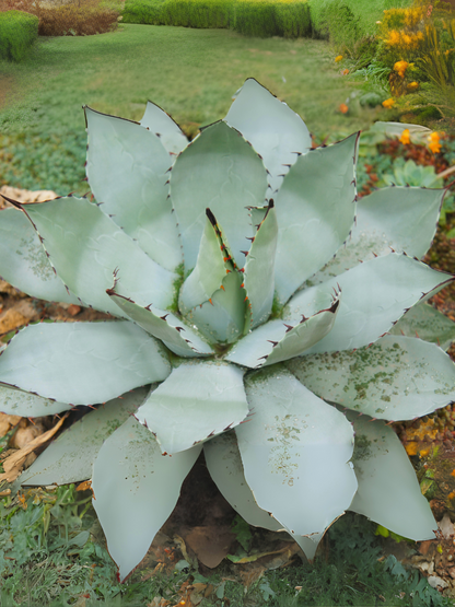 Agave parryi var. &