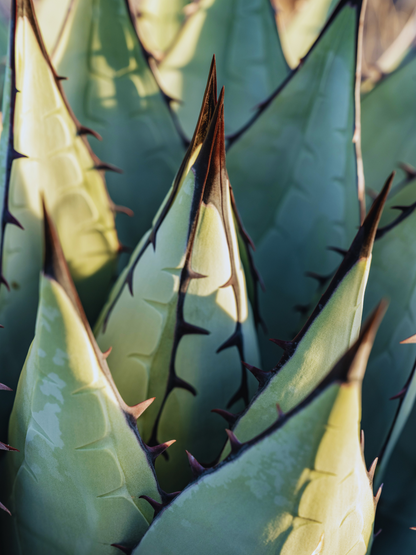 Agave parryi var. &