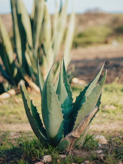 Agave parryi var. &