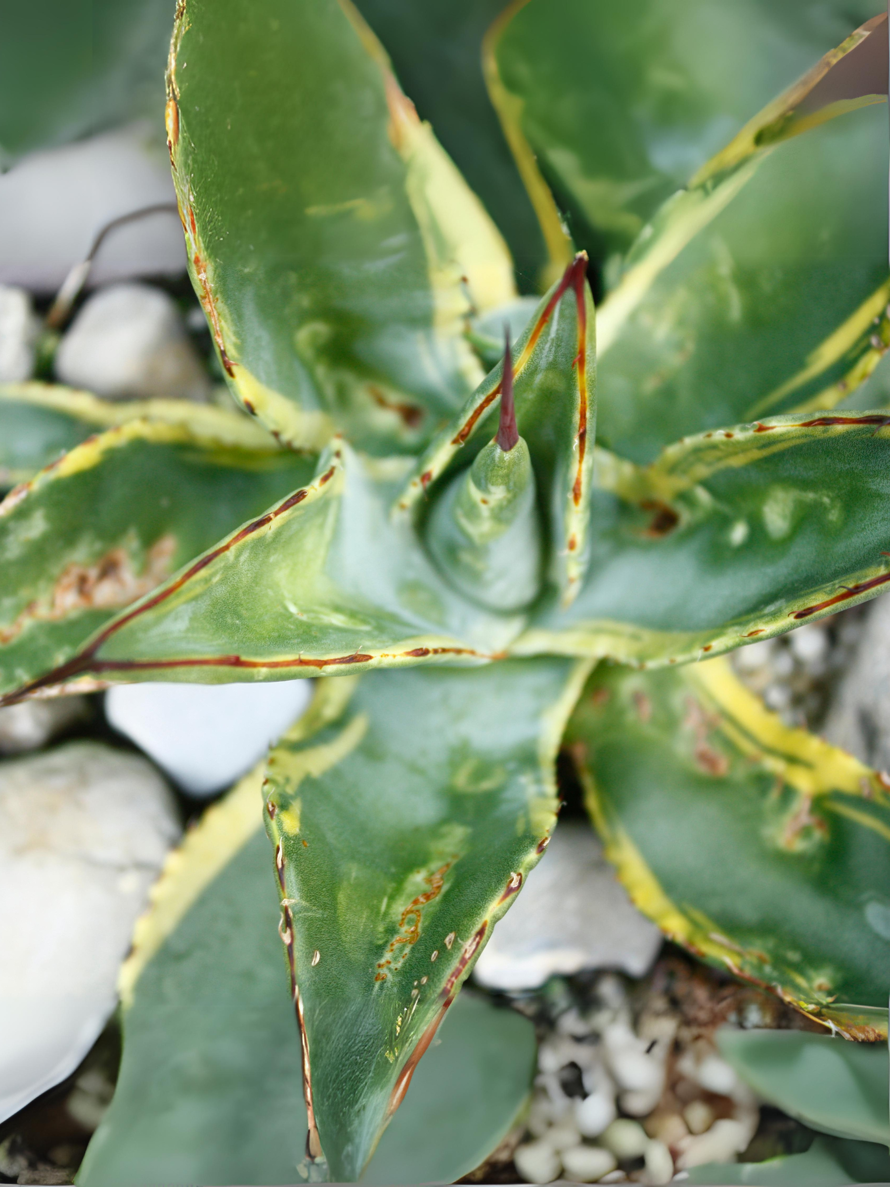 Agave parryi var. &