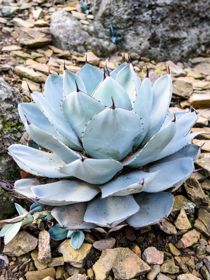 Agave parryi var. &