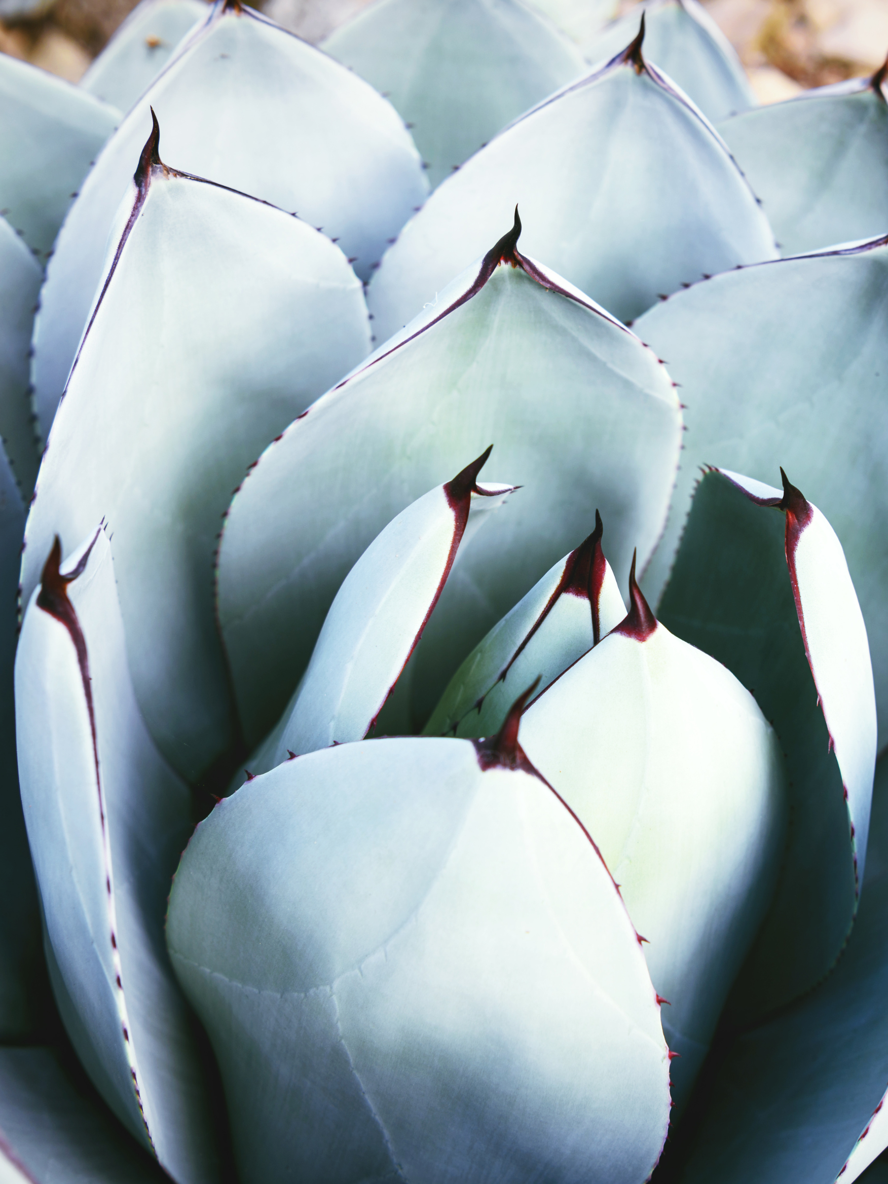 Agave parryi var. &