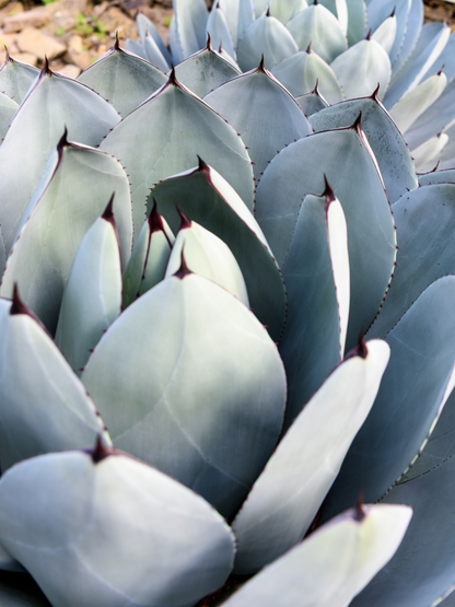 Agave parryi var. &