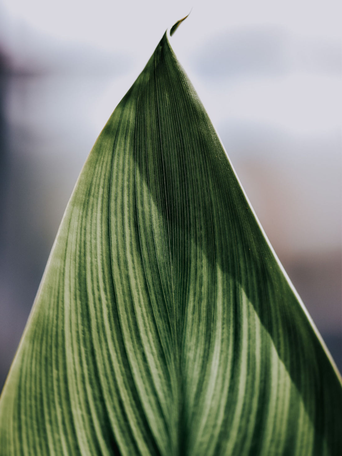 Aspidistra elatior - Schusterpalme