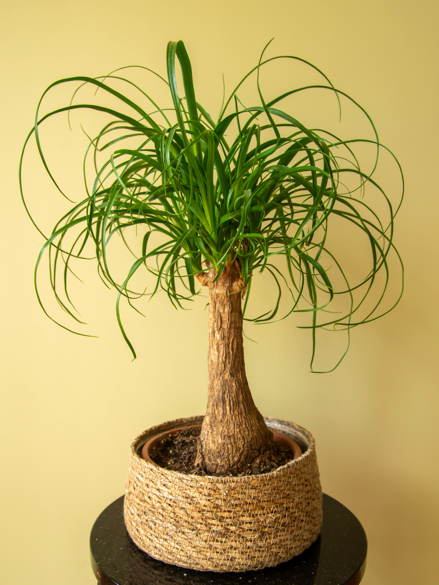 Beaucarnea Nolina recurvata - Elefantenfuß, Flaschenbaum