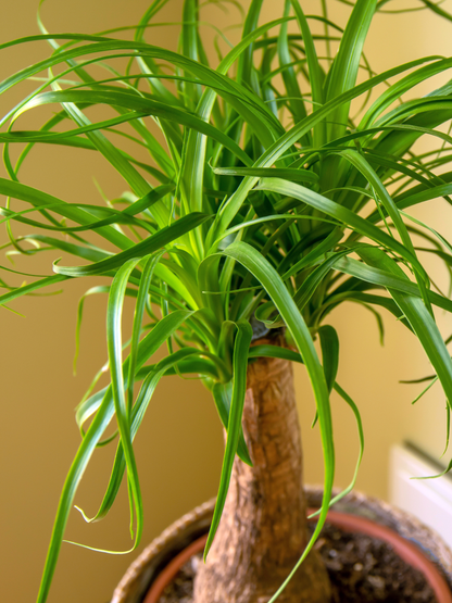 Beaucarnea Nolina recurvata - Elefantenfuß, Flaschenbaum