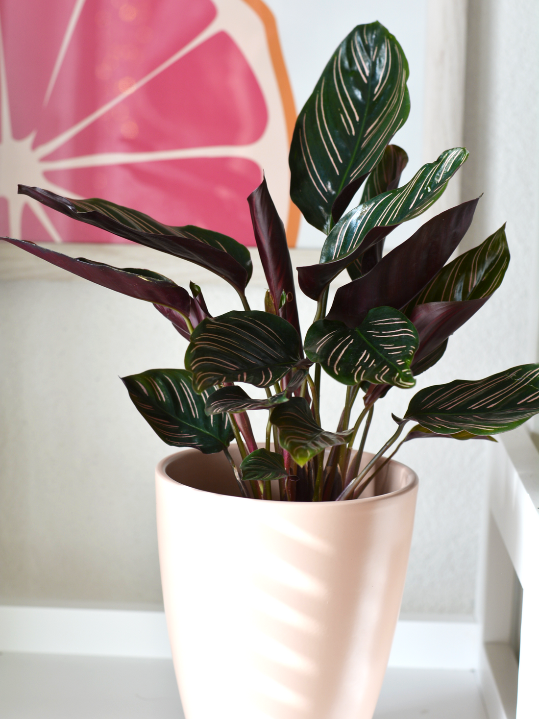 Calathea - Korbmarante