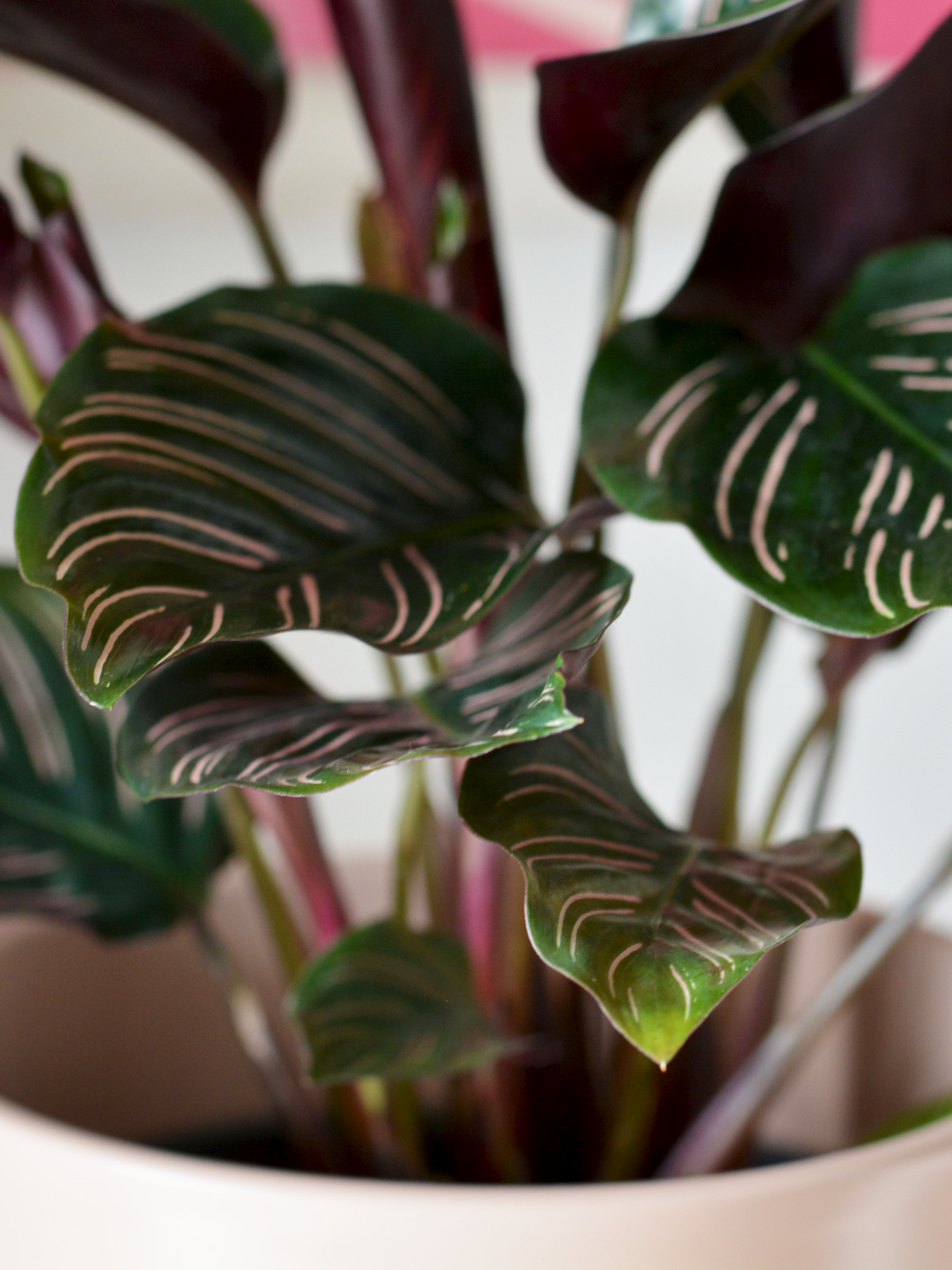 Calathea - Korbmarante