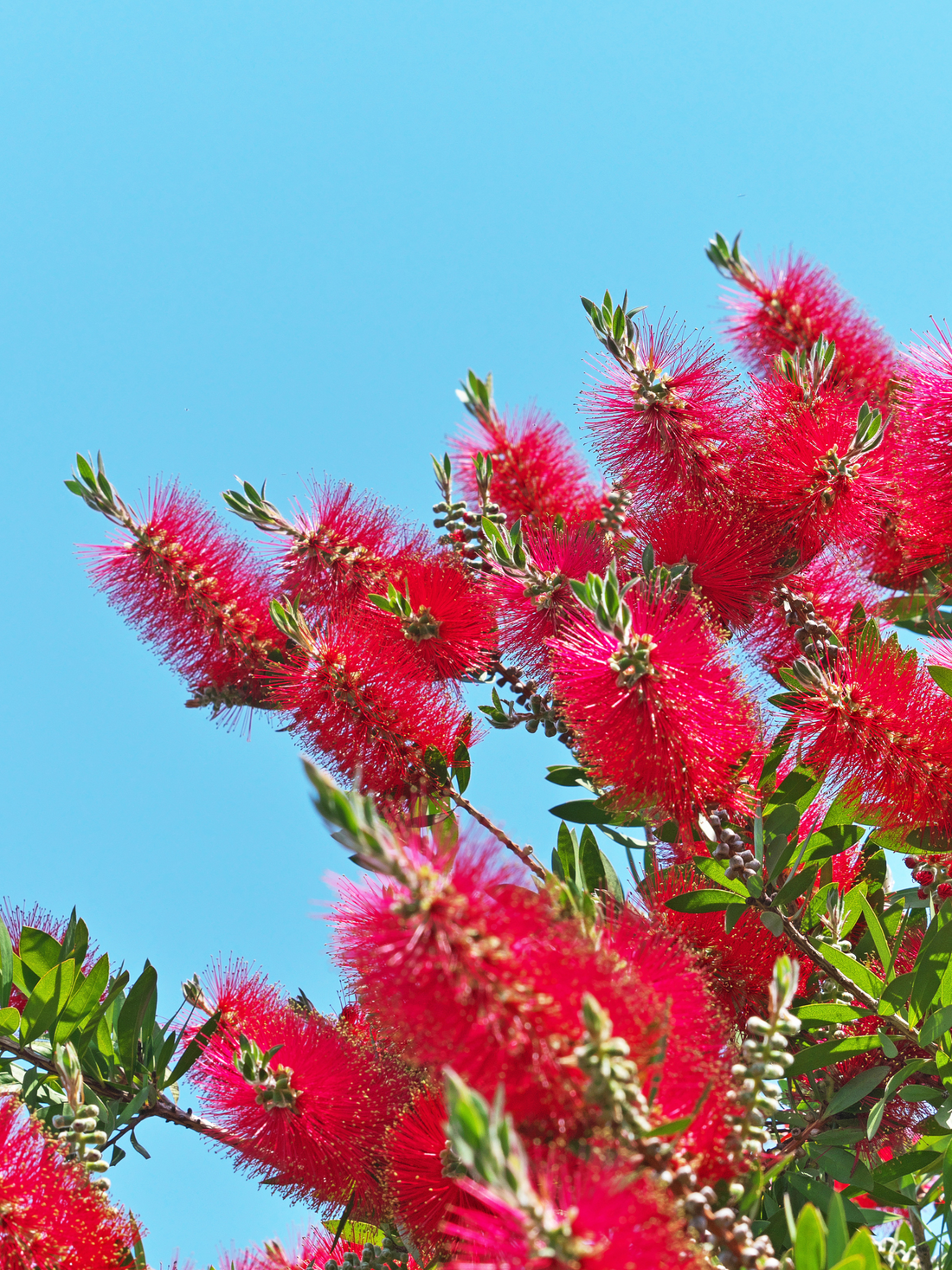 Callistemon laevis - Karminroter Zylinderputzer