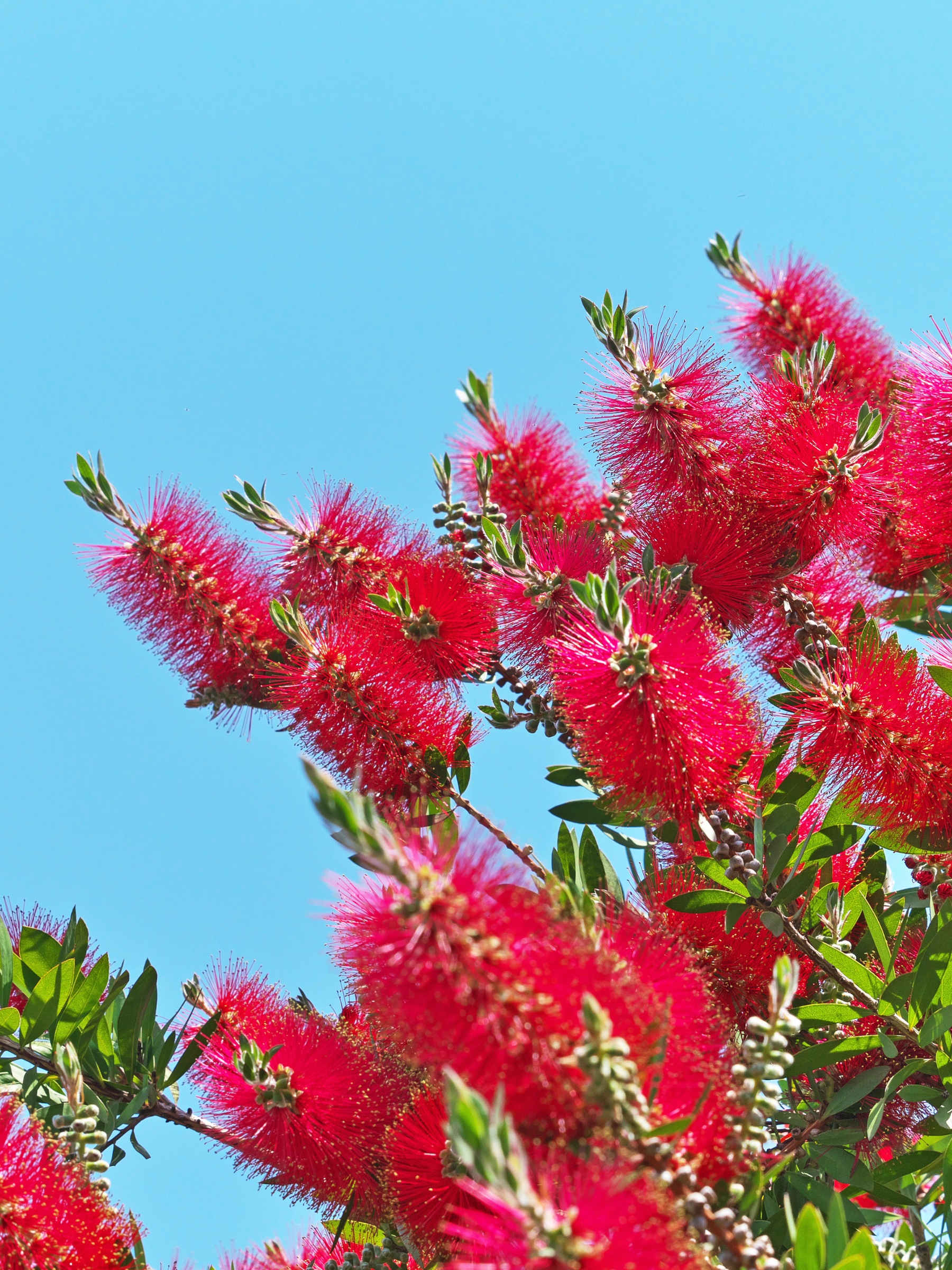 Callistemon laevis - Karminroter Zylinderputzer