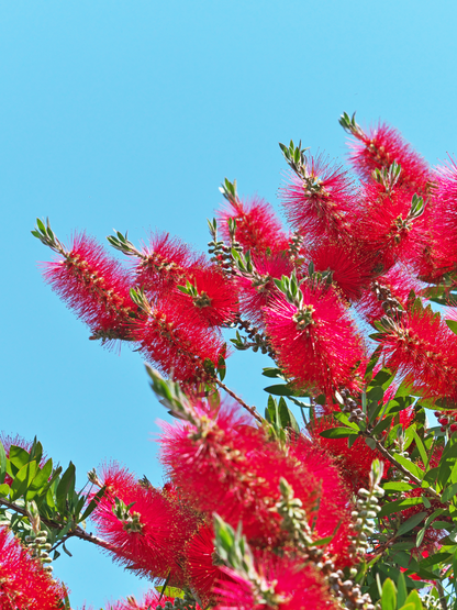 Callistemon laevis - Karminroter Zylinderputzer