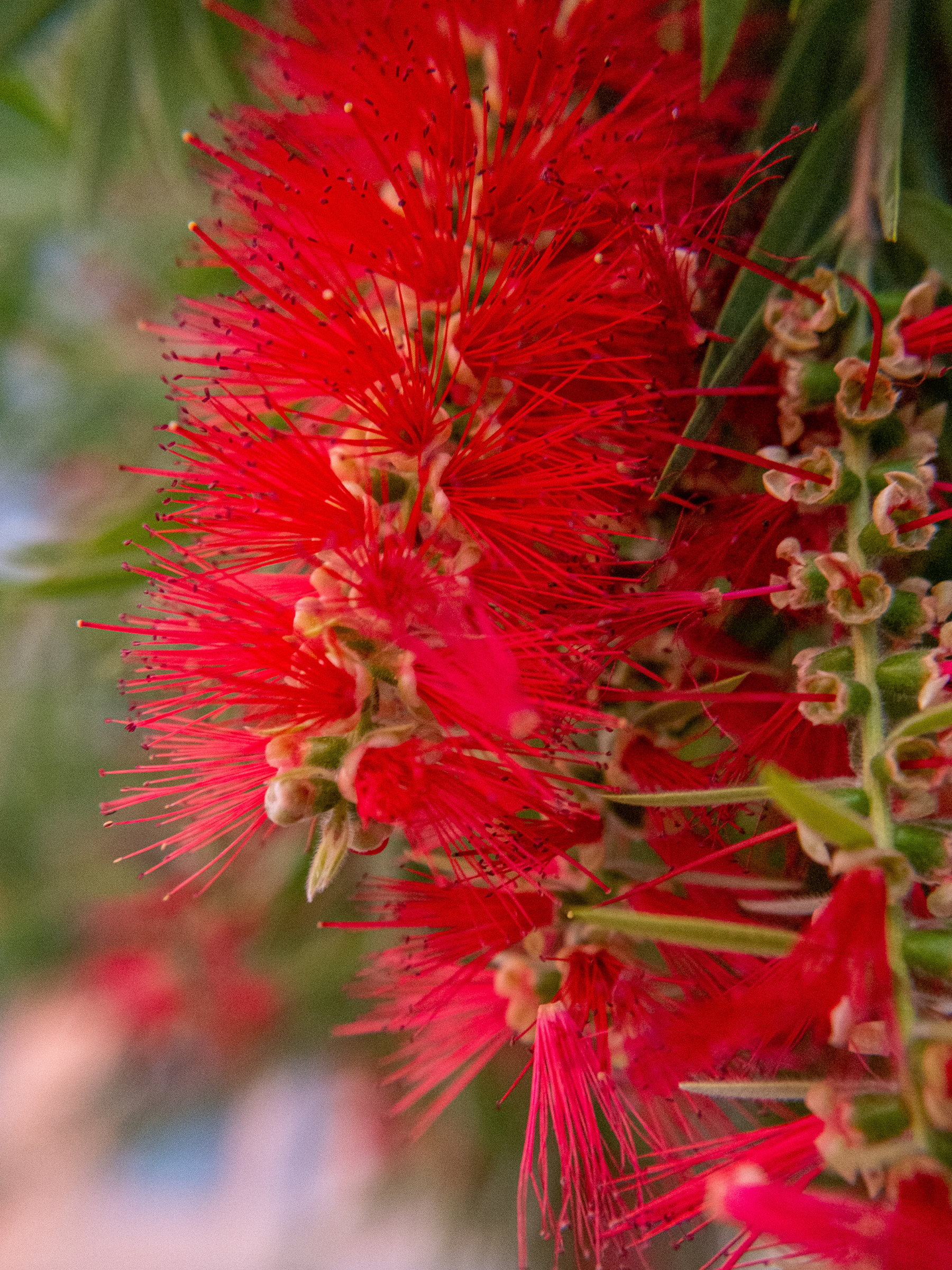 Callistemon laevis - Karminroter Zylinderputzer