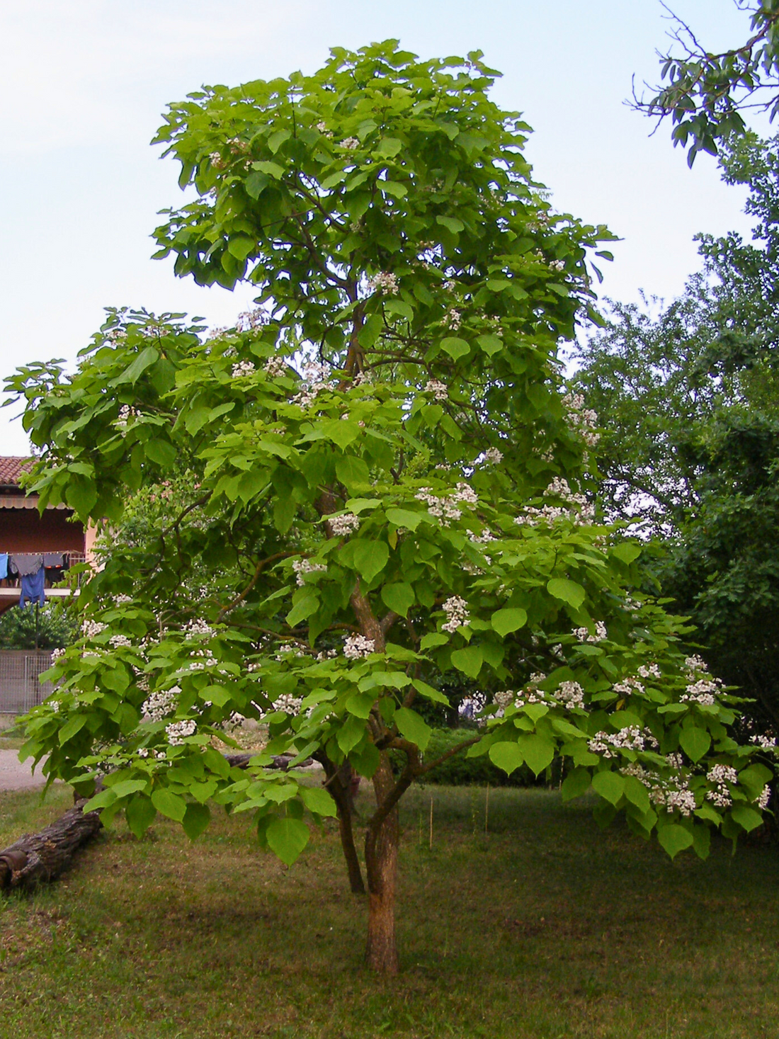 Catalpa bignonioides - Trompetenbaum