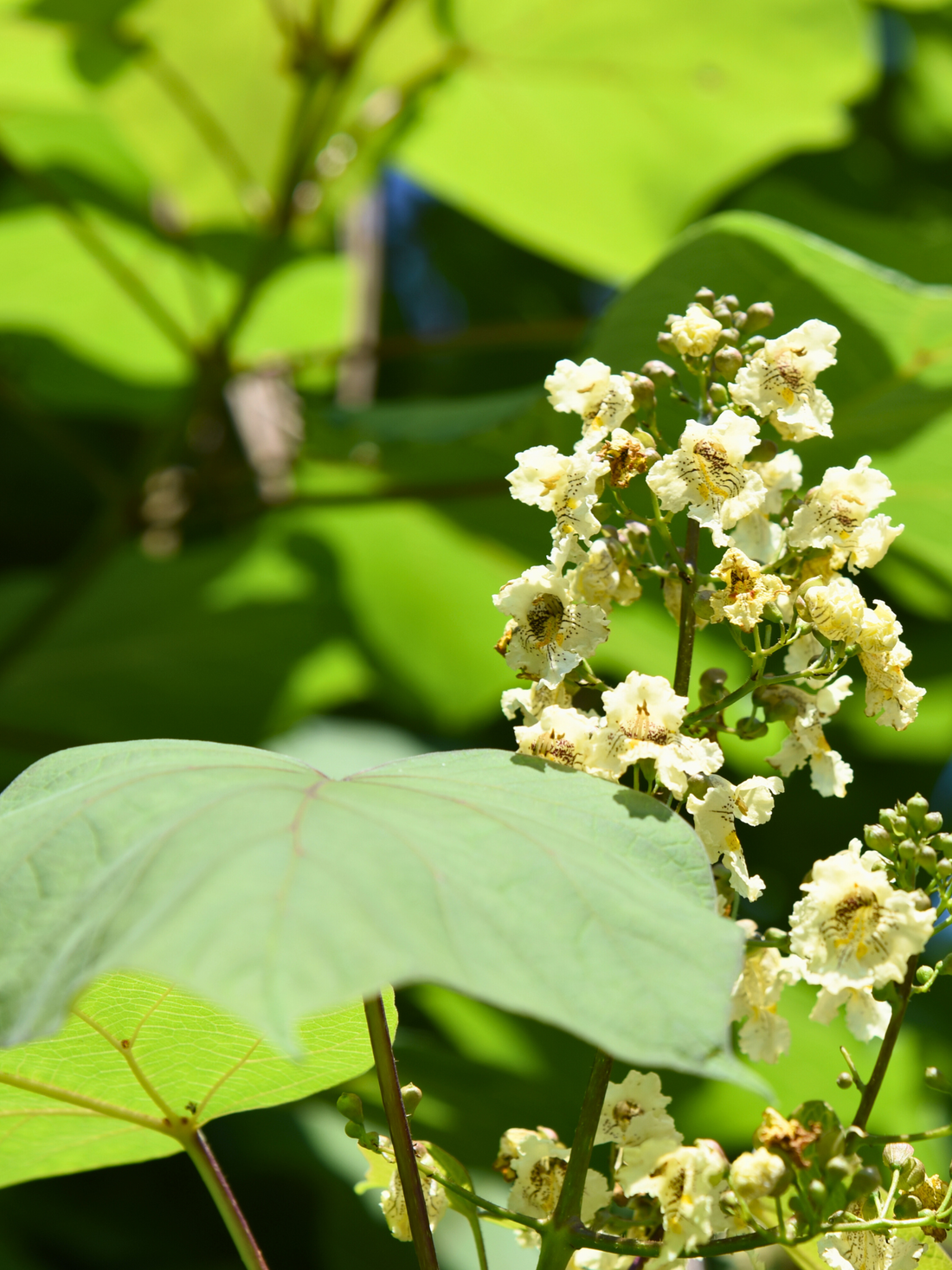 Catalpa bignonioides - Trompetenbaum