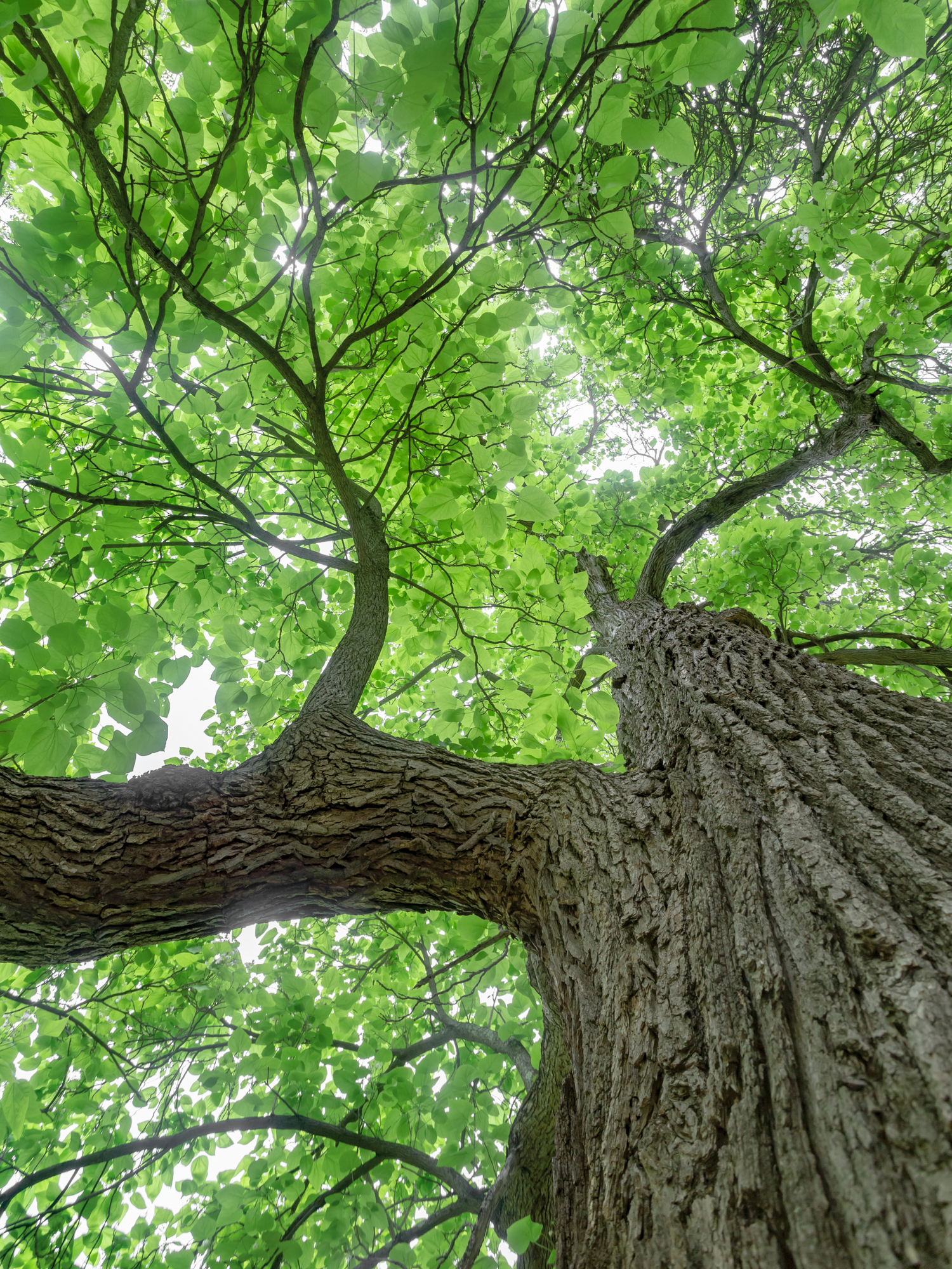 Catalpa bignonioides - Trompetenbaum