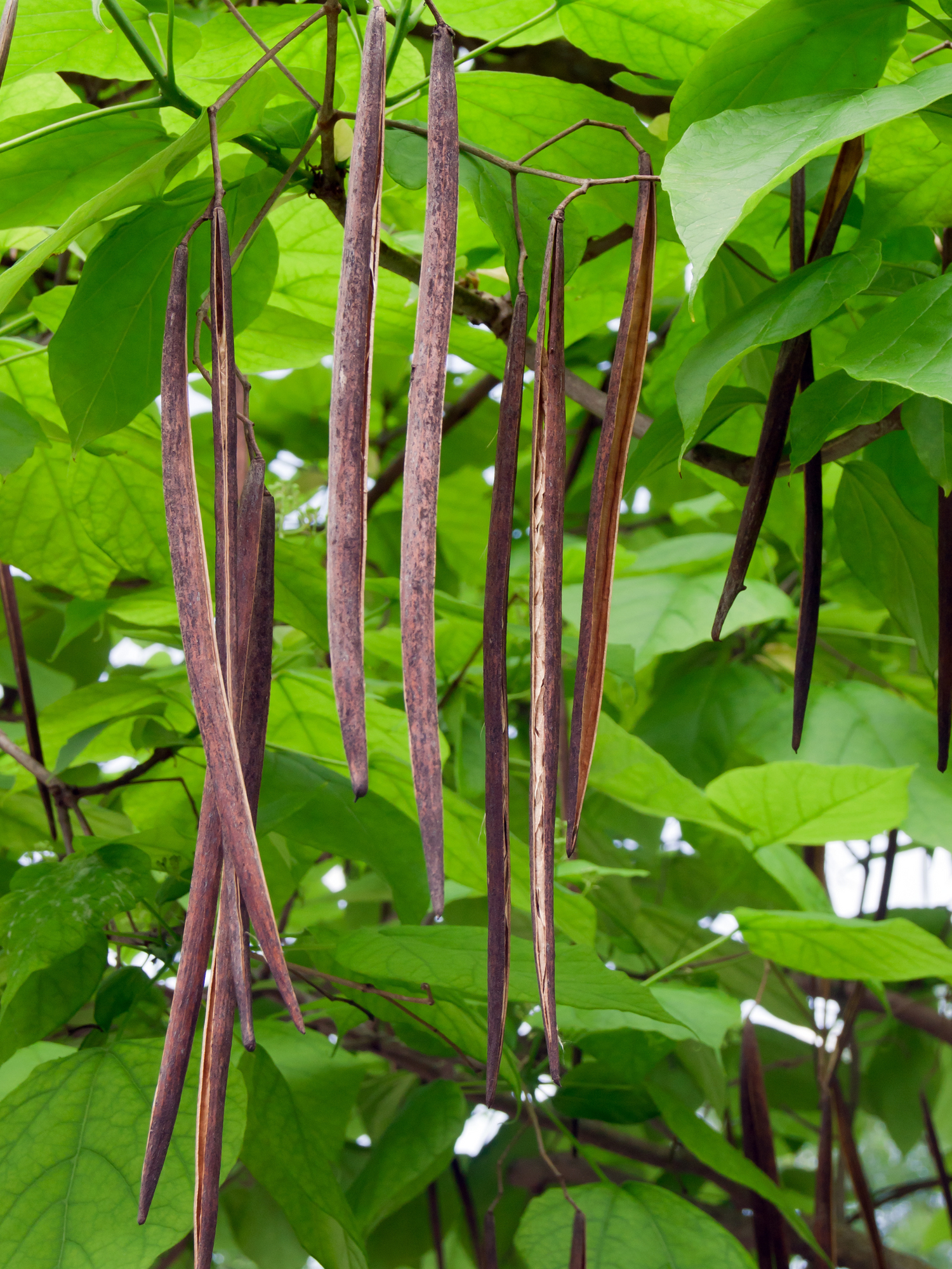 Catalpa bignonioides - Trompetenbaum