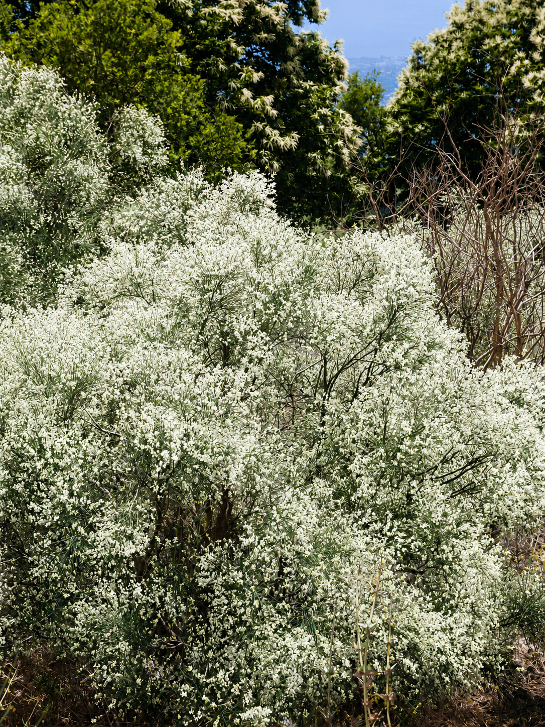 Cytisus multiflorus - Weiẞer Spanischer Ginster, Geiẞklee