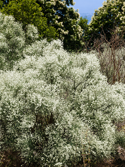Cytisus multiflorus - Weiẞer Spanischer Ginster, Geiẞklee