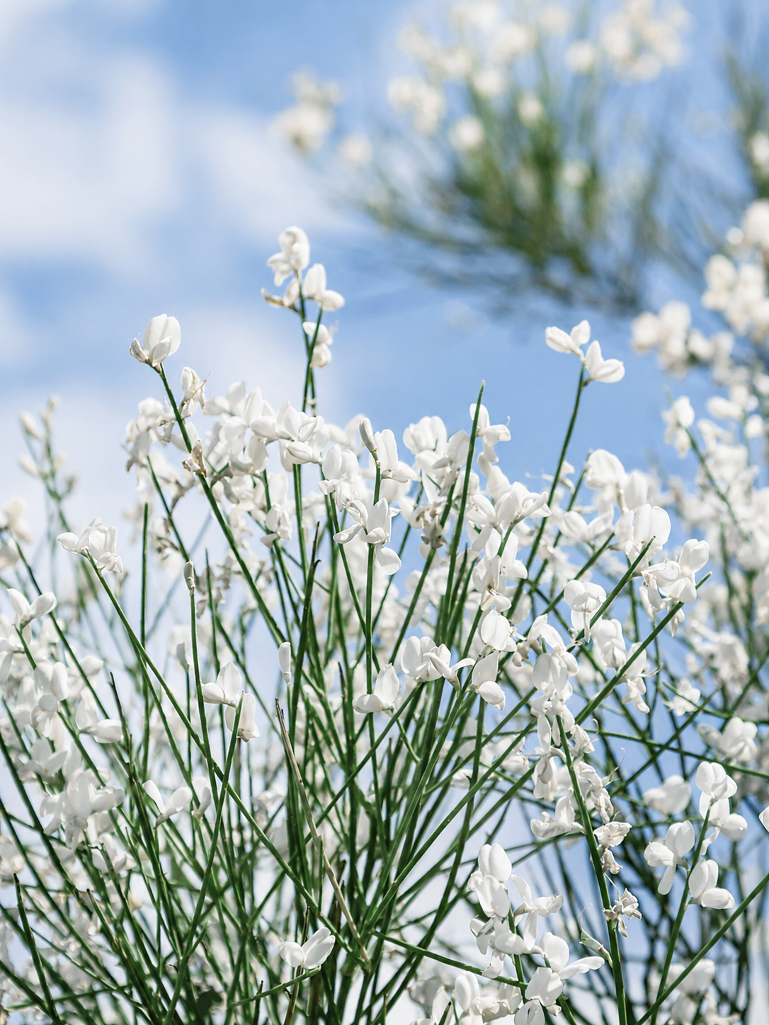 Cytisus multiflorus - Weiẞer Spanischer Ginster, Geiẞklee