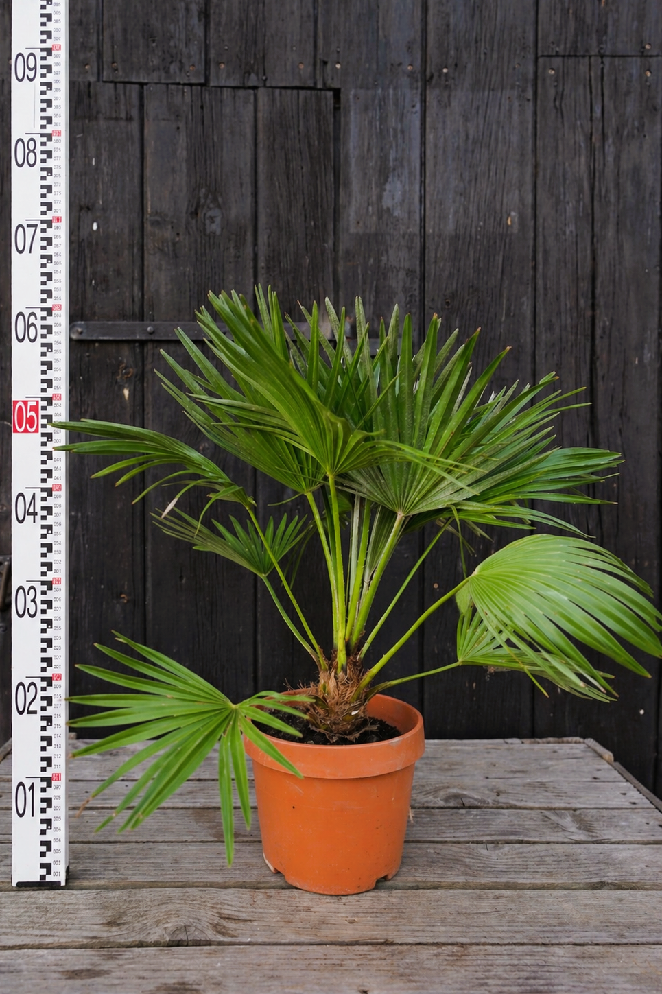 Chamaerops humilis &