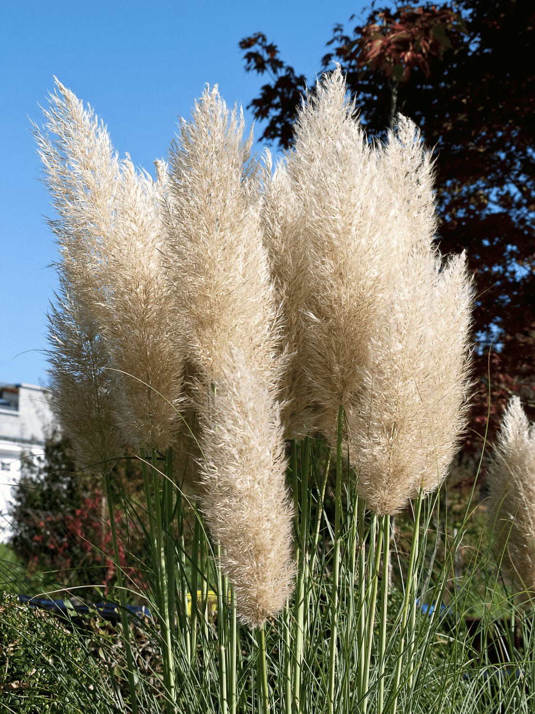 Cortaderia selloana - Pampasgras
