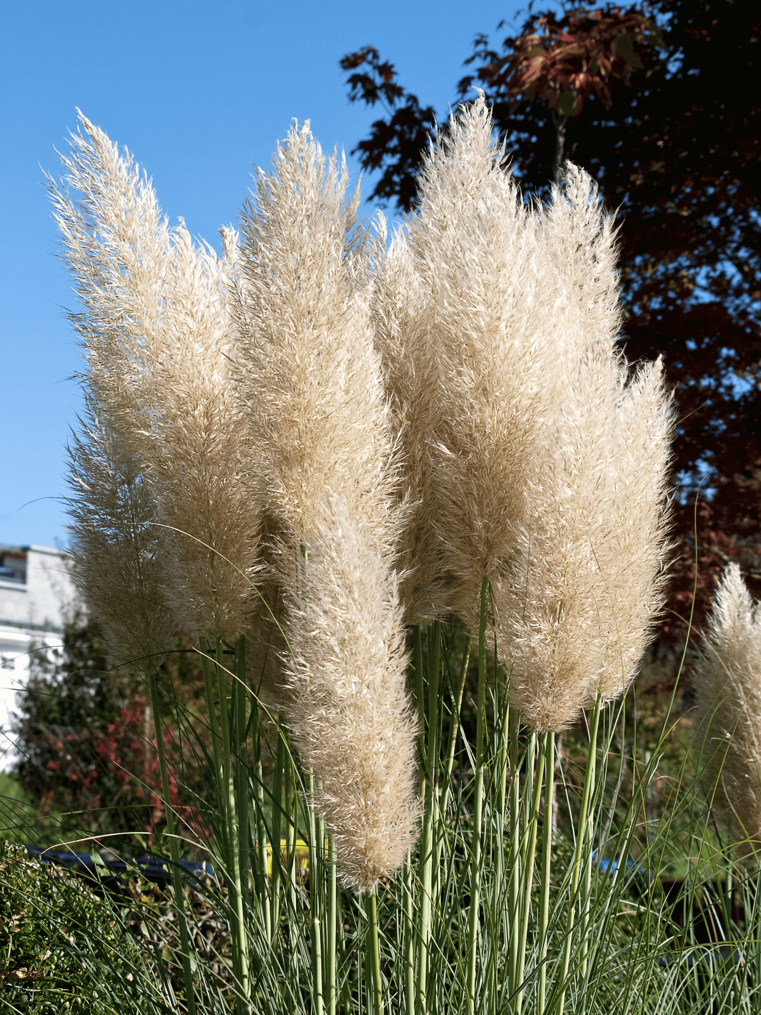 Cortaderia selloana - Pampasgras