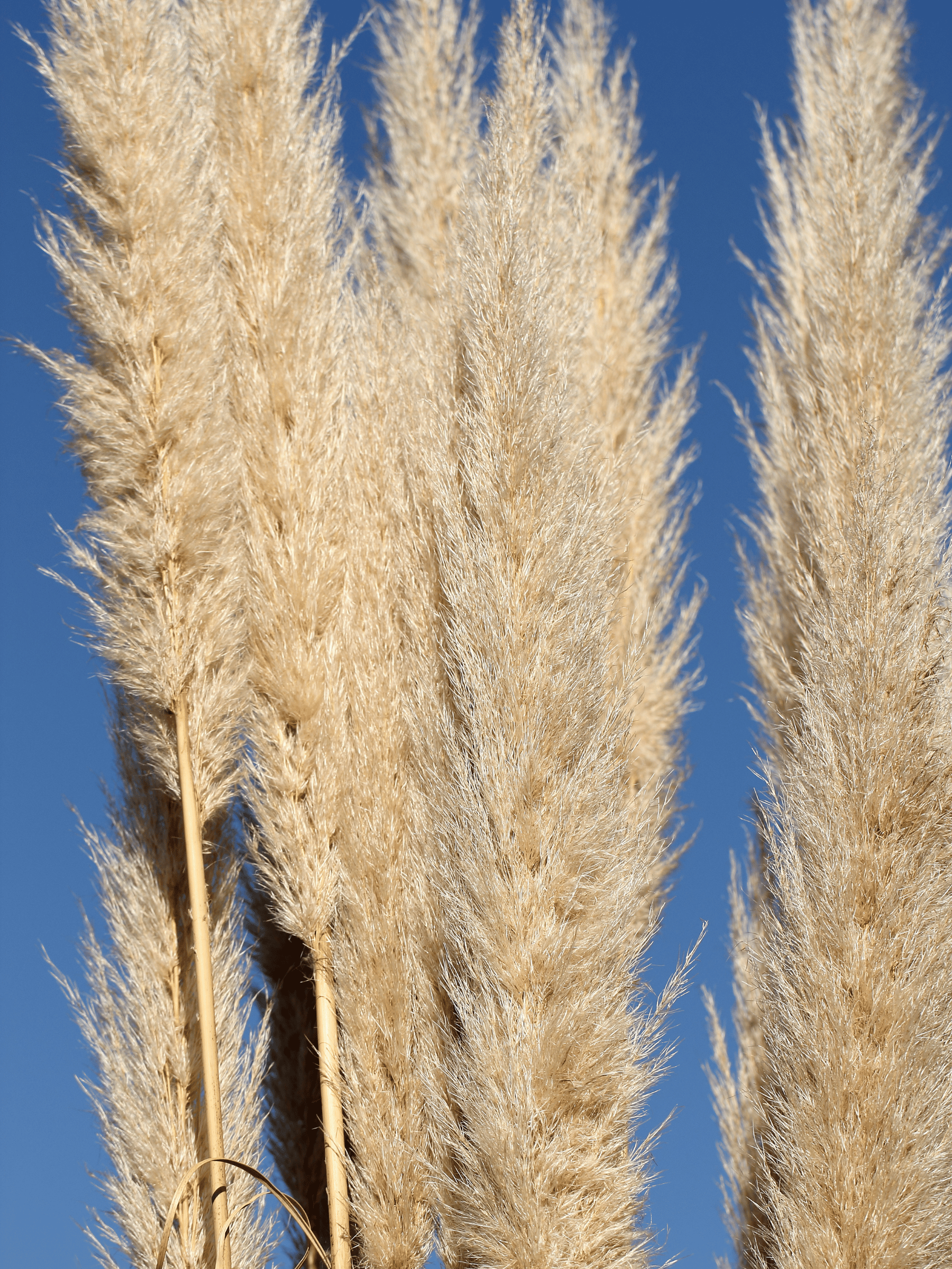 Cortaderia selloana - Pampasgras