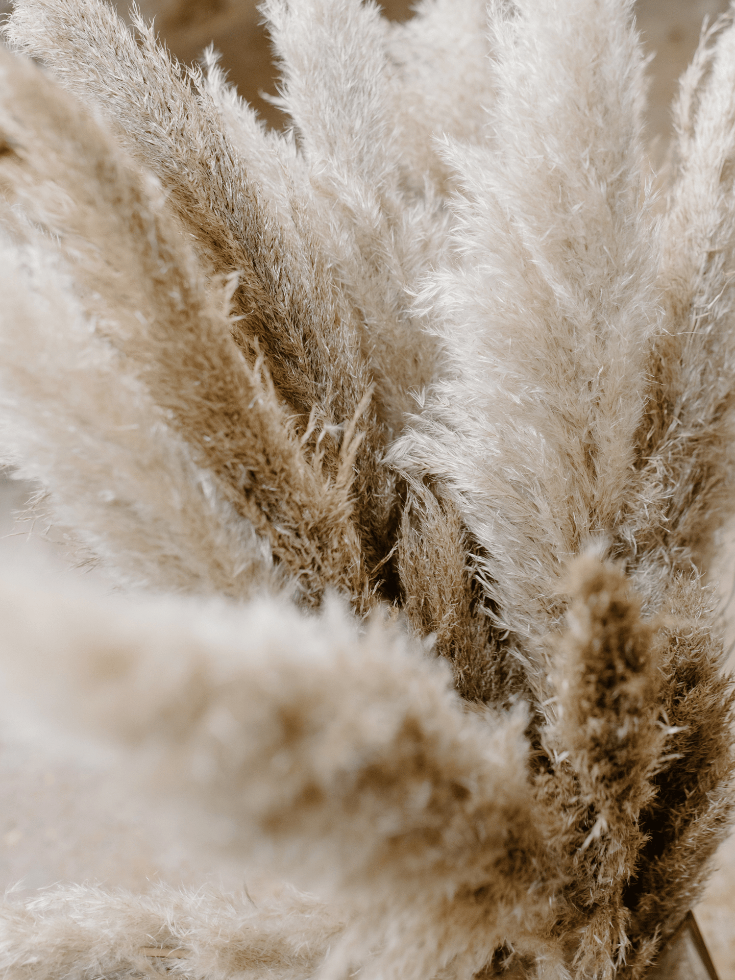 Cortaderia selloana - Pampasgras