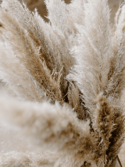 Cortaderia selloana - Pampasgras