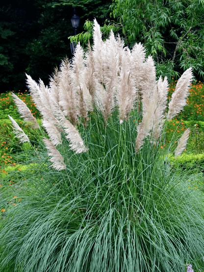 Cortaderia selloana - Pampasgras