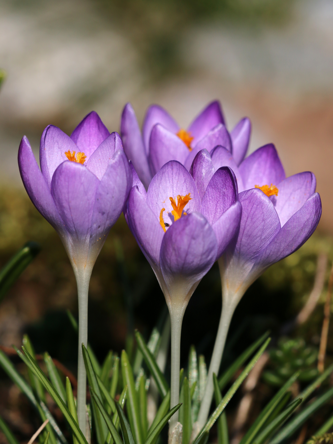 Crocus vernus - Frühlings-Krokus