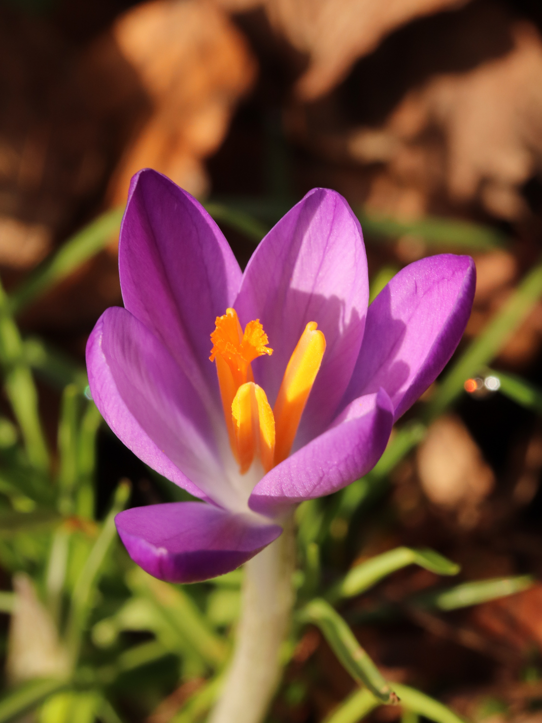 Crocus vernus - Frühlings-Krokus