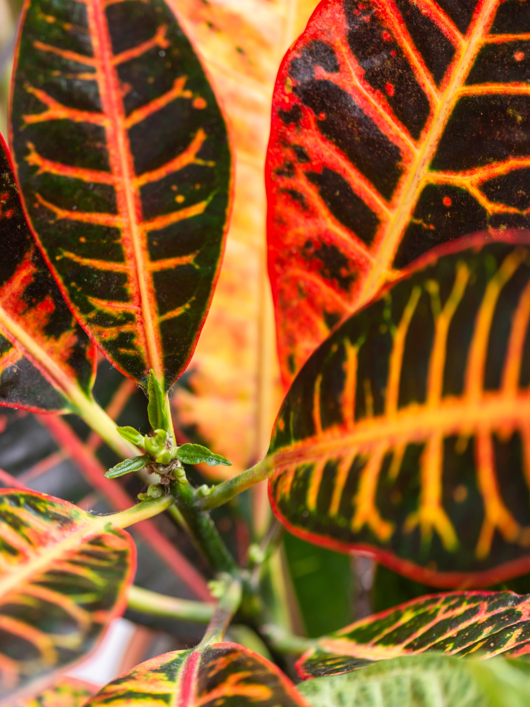 Croton Codiaeum variegatum - Wunderstrauch, Kroton