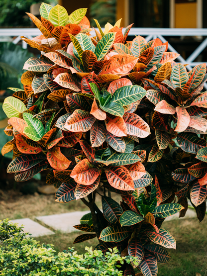 Croton Codiaeum variegatum - Wunderstrauch, Kroton