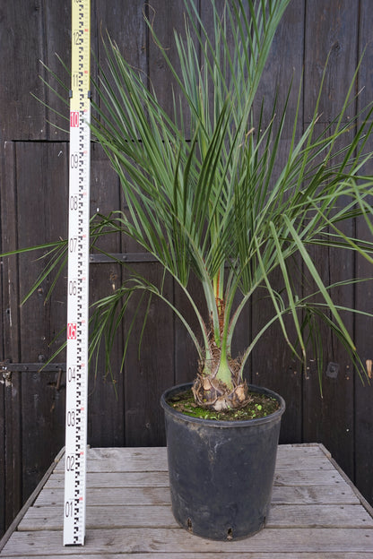 Butia capitata var. odorata - Geleepalme