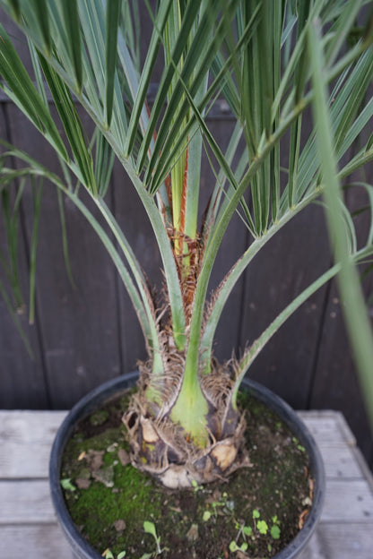 Butia capitata var. odorata - Geleepalme