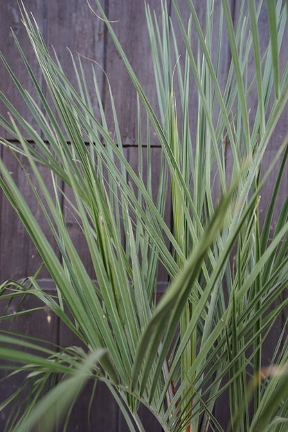 Butia capitata var. odorata - Geleepalme