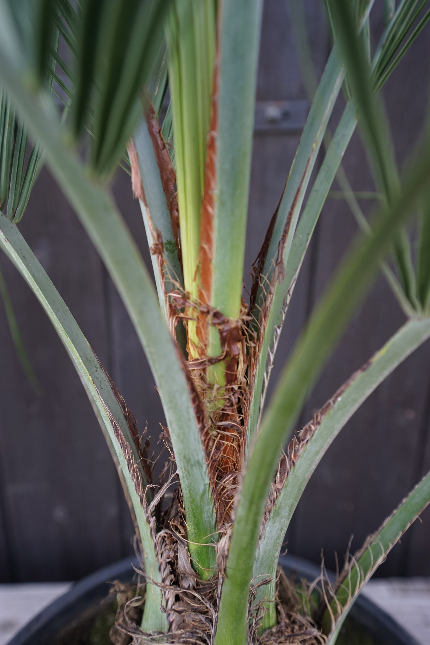 Butia capitata var. odorata - Geleepalme