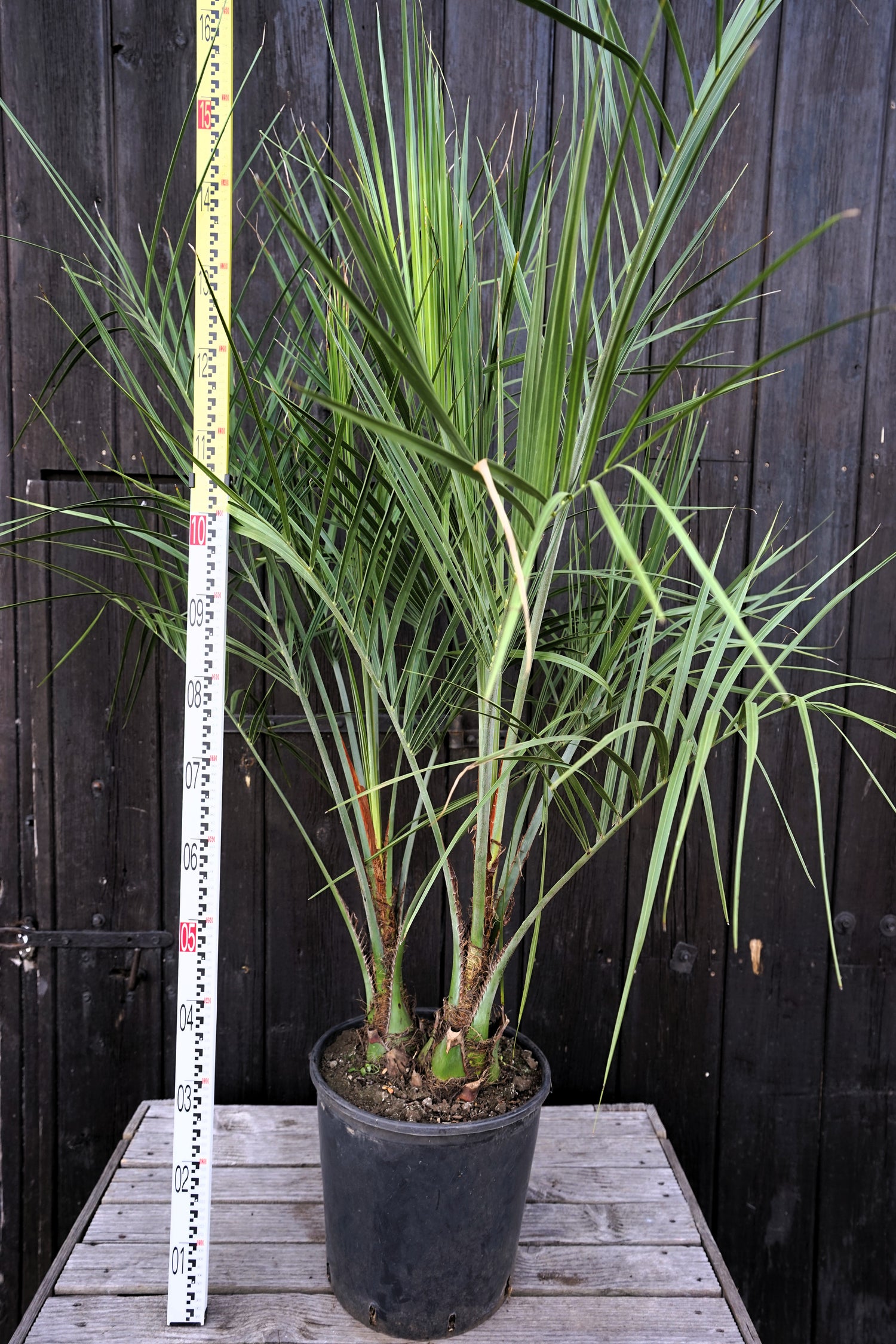 Butia capitata var. odorata - Geleepalme