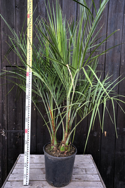 Butia capitata var. odorata - Geleepalme