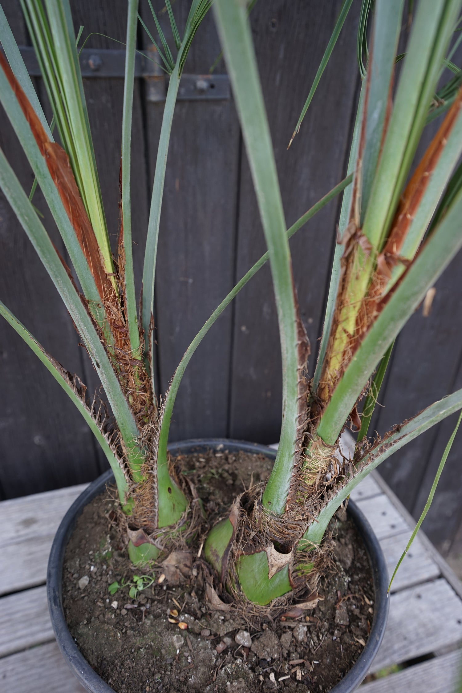 Butia capitata var. odorata - Geleepalme