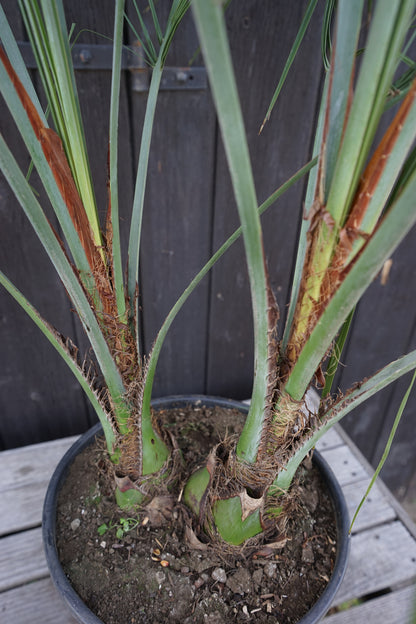 Butia capitata var. odorata - Geleepalme