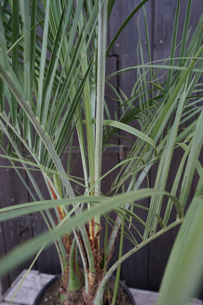 Butia capitata var. odorata - Geleepalme