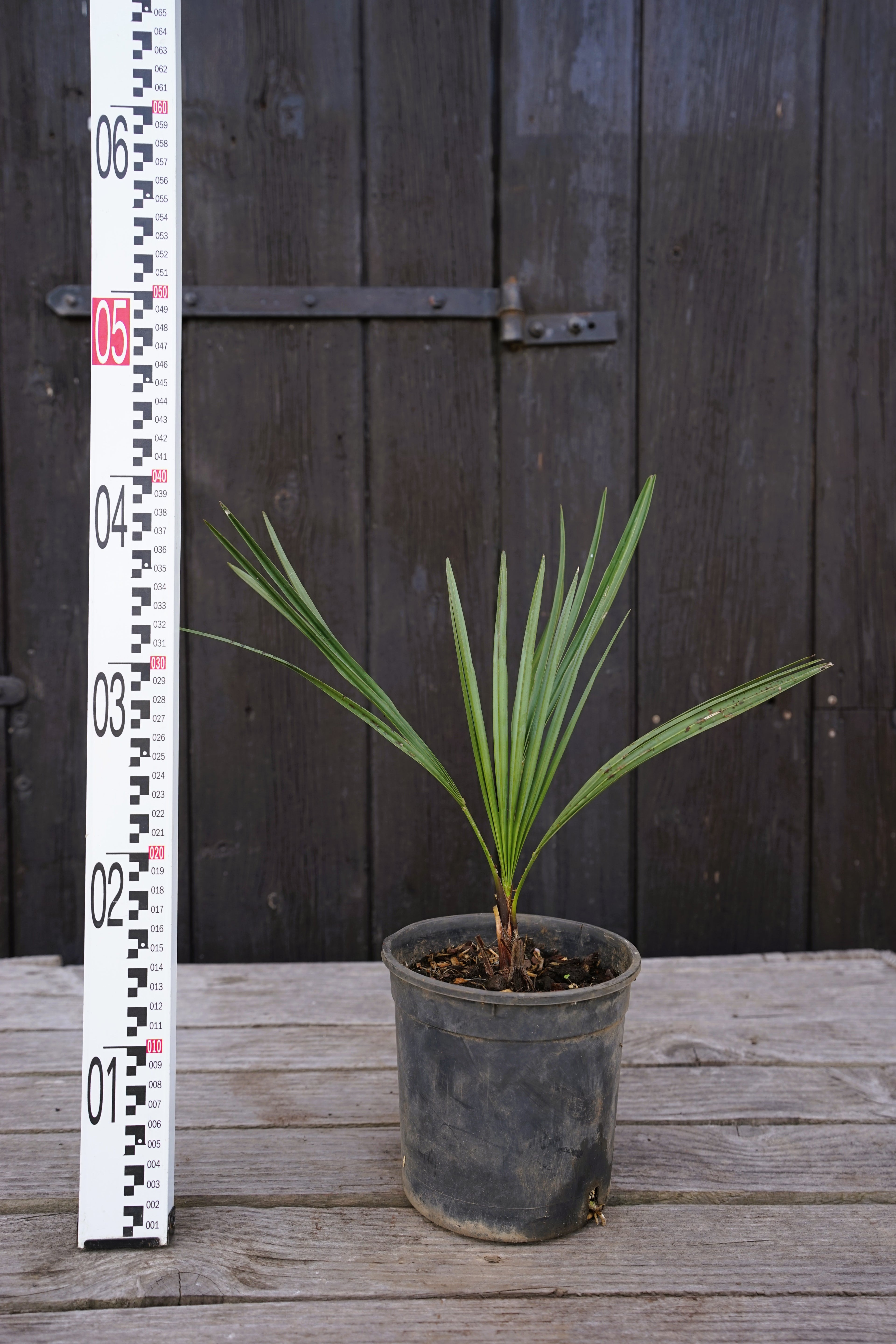Chamaerops humilis var. cerifera - Blaue Zwergpalme