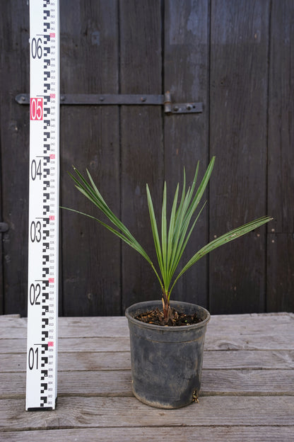 Chamaerops humilis var. cerifera - Blaue Zwergpalme