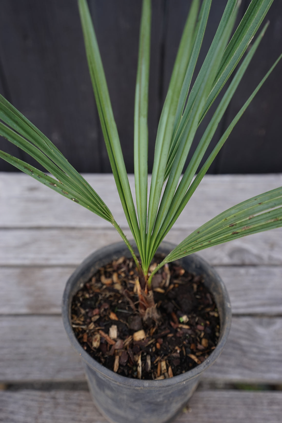 Chamaerops humilis var. cerifera - Blaue Zwergpalme