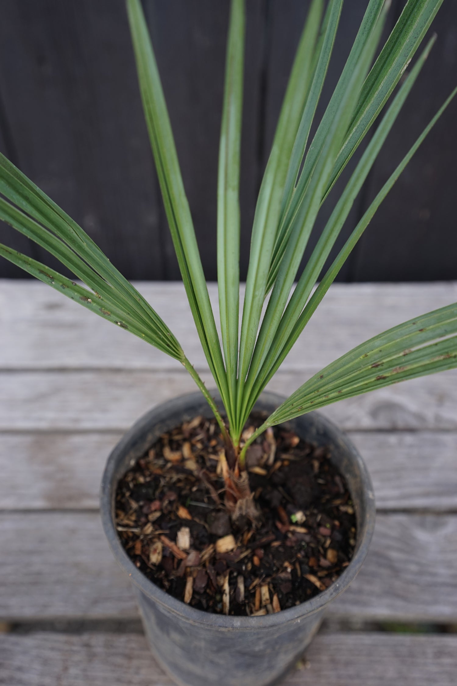 Chamaerops humilis var. cerifera - Blaue Zwergpalme